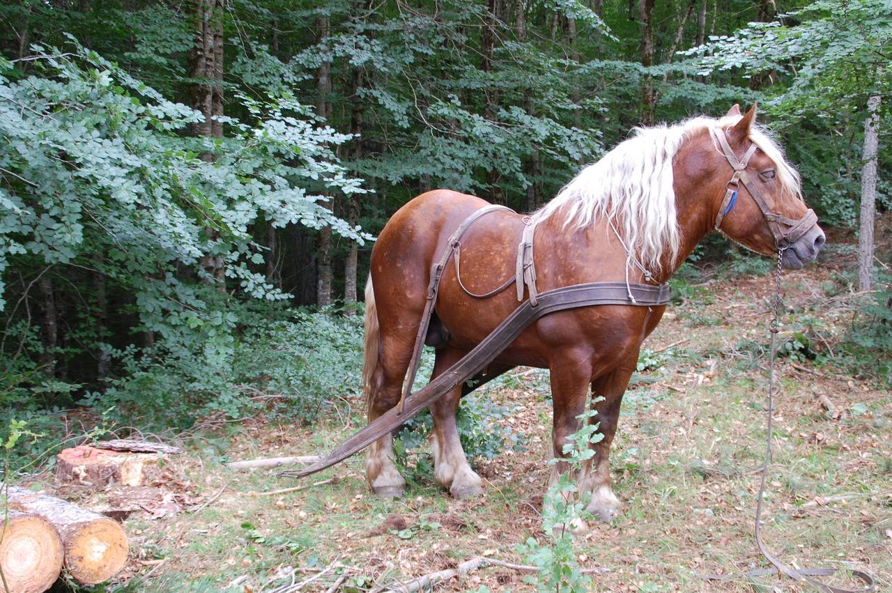 Rifugio Casello Margherita كاميغلياتيلو سيلانو المظهر الخارجي الصورة