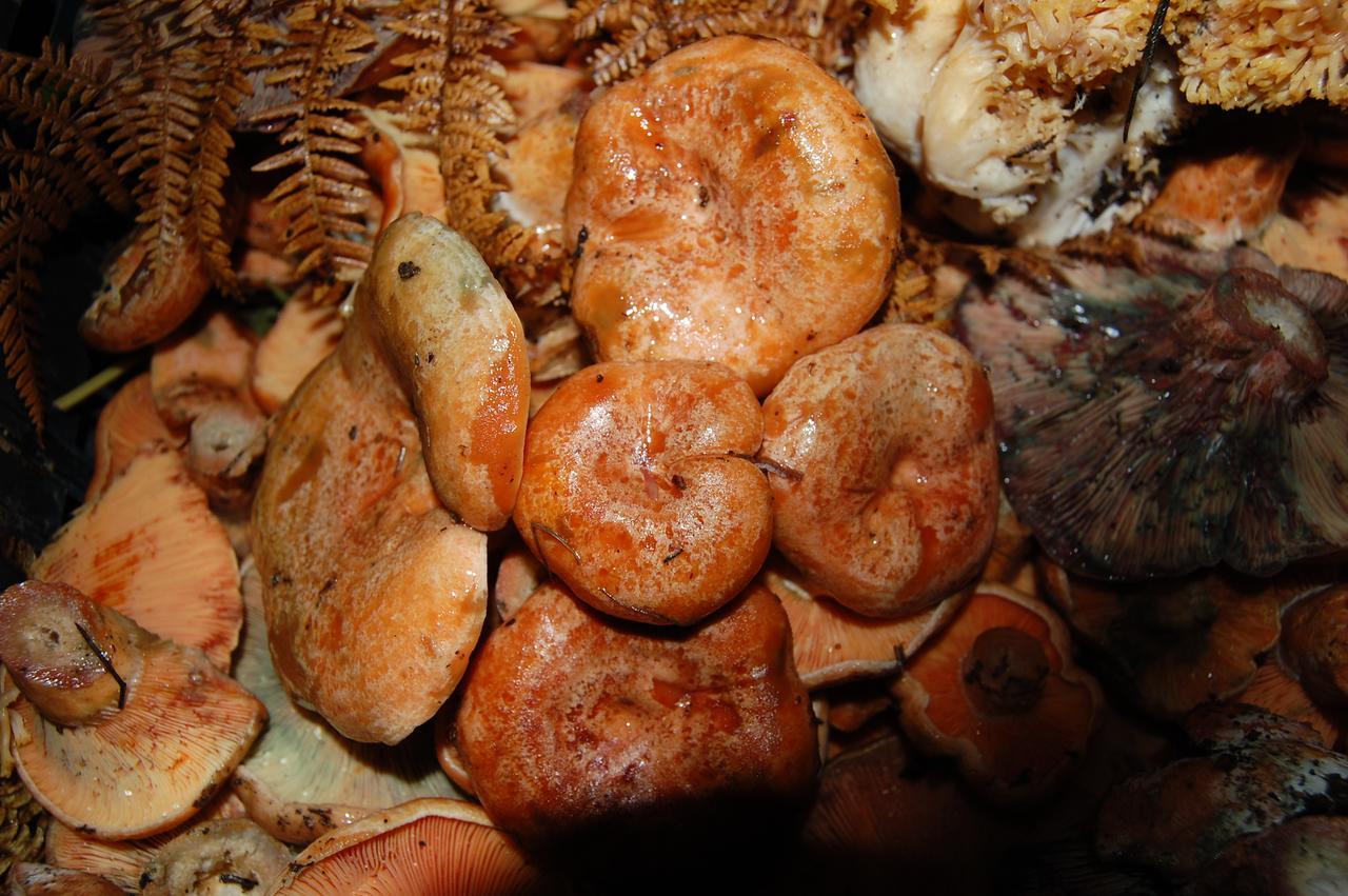 Rifugio Casello Margherita كاميغلياتيلو سيلانو المظهر الخارجي الصورة